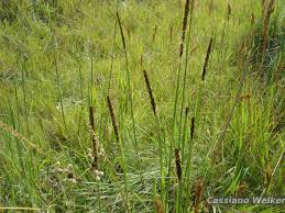 Image result for Eriochrysis