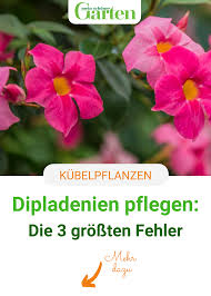 Dipladenien Pflegen Die 3 Grossten Fehler Kubelpflanzen Terrasse Blumen Garten Landschaftsbau