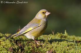 Verdone Ancestrale Greenfinch Birds Bird