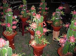 Maybe you would like to learn more about one of these? How To Plant Dragon Fruit In The Pots Steemit