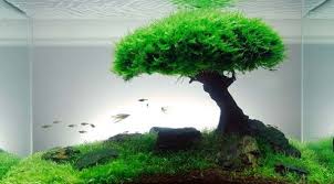 Pin Oleh Hxs Di Aquariums Aquarium Ikan Aquarium Aquascaping