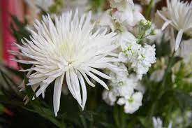 What Is The Difference Between A Mum A Chrysanthemum Mums Flowers Planting Mums Spider Mums
