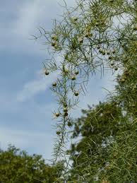 Image result for Asparagus buchananii