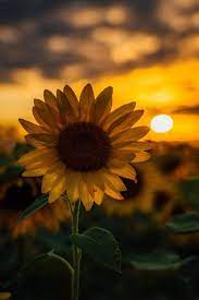 Sunflower Single Flower Wallpaper Sunflower Photography Sunflower Wallpaper Sunflower Pictures