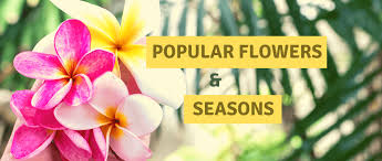 A flower, sometimes known as a bloom or blossom, is the reproductive structure found in flowering plants (plants of the division magnoliophyta, also called angiosperms). Some Popular Flowers The Seasons They Bloom Indiagiftskart