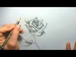 Grupa trandafirilor pentru parcuri si peisaje. Trandafir In Creion Pas Cu Pas Desen In Creion Flori How To Draw A Rose Pencil Drawing Tutorial Youtube