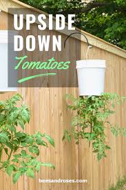 Be sure to support your tomato stem and root ball by building up the dirt around the plant. Top Seven Tips For Growing Upside Down Tomatoes Bees And Roses
