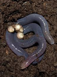 Any of a group of burrowing amphibians (order gymnophiona or apoda) that resemble earthworms or snakes. Caecilians The Legless Amphibian Candidates For Mother Of The Year Reproduction Earth Touch News
