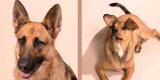 The dna test i conducted with the 3.0 kit was not a free trial. Dog Dna Test Reviews Wisdom Panel Dna My Dog And Embark Dog Dna Wired