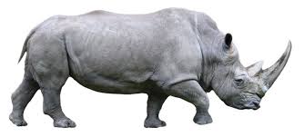 Whiterhinocerospng3 Zps0f7b2b68 Png Original 1700 770 Animals Animals Beautiful Save The Elephants