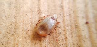 If a dog comes down with a tick disease, by the time the owner notices the symptoms the tick will be long gone. Tick Prevention For Dogs Dog Advice Vets4pets