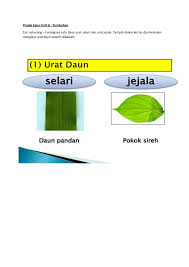 Siapkan beberapa helai daun seledri, daun bayam, dan daun kelor yang masih segar. Urat Daun Jejala Dan Tidak Selari