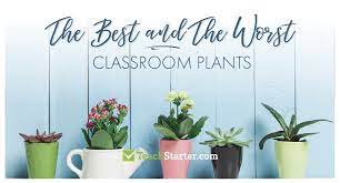 Fast growing flowers for classroom. Classroom Plants The Best And The Worst Plants To Keep At School