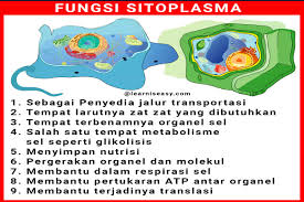 Maybe you would like to learn more about one of these? Jawaban Fungsi Sitoplasma Dan Struktur Sitoplasma