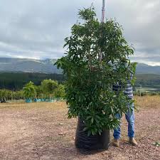 Image result for Nuxia floribunda