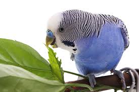 What is risky about celery? Feeding Parakeets Fresh Food Parakeet Food Parakeets Guide Omlet Us