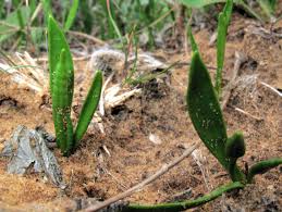 Image result for Ophioglossum costatum