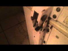 Experts in florida bat removal from buildings. 12 Pest Control News Bugs Insects And More Ideas Pest Control Bugs And Insects Pests