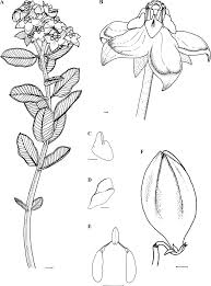 Image result for Pachycarpus