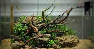Kayu senggani pun memiliki ukuran yang tidak sebesar kayu rasamala. 10 Jenis Kayu Yang Cocok Untuk Aquascape Ikanesia Id