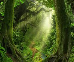 Scroll wallpaper to touch or gyroscope option. Amazon Com Aofoto 9x7ft Magic Forest Background Dreamy Jungle Misty Nature Landscape Photography Backdrop Fairy Tale Hazy Paradise Fantasy Wonderland Blur Woods Path Green Trees Photo Studio Props Wallpaper Camera