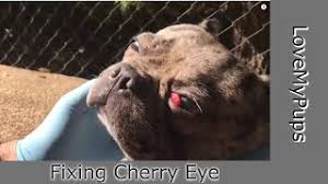 Roll him back over and let him open his eyes. How To Fix Dog S Cherry Eye Youtube