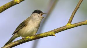 Wenn wir die gärten naturnäher gestalten und pflegen würden, könnten wir viel zur verbesserung der lebensbedingungen der vögel beitragen. Die Vogel Sind Wieder Da Br24