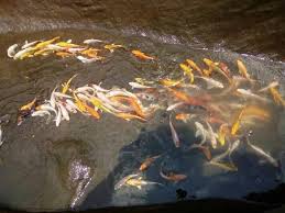 Jual Beli Ikan Hias Cilbar Cilacap Barat Dan Sekitarnya 3 Photos Product Service