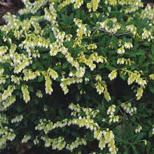 Each stem contains 3 leaves and contains green and yellow embellishments. 10 Flowering Evergreen Shrubs Finegardening