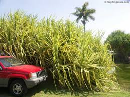Image result for Pandanus sp. B