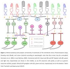Molecular Identification Of Wide-Field Amacrine Cells In Mouse Retina That  Encode Stimulus Orientation | Biorxiv