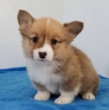 This young boy will make a great addition to any breeding program. Dallas Pembroke Welsh Corgi Puppy 625072 Puppyspot