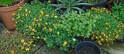 Image result for Portulacaceae