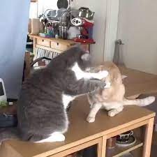 Pin By Maria Gomez On Happier Video Funny Cute Cats Cats Doing Funny Things Cute Cats