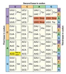 Protein Synthesis And Codons