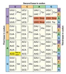 protein synthesis and codons