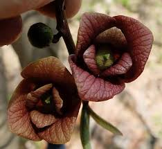 We did not find results for: Pawpaws And The Zebra Swallowtail Butterfly Virginia Native Plant Society