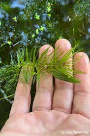 Image result for Ceratophyllum