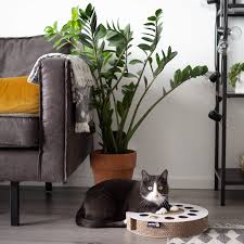 District70 Karton Kedi Tirmalama Oyuncagi Beyaz 33 Cm