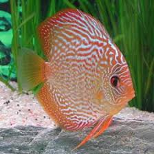 Pin On Fish Tanks