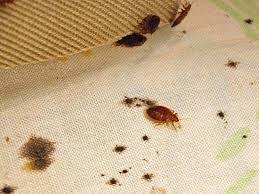Bedwantsen zijn kleine insectjes die op bloed overleven. Bedwantsen Herkennen En Bestrijden Bestrijdingsland