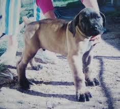 The goldendoodle originated in the 1990s in north america and australia, although it was first bred in 1969. Boerboel Australia Inc Everything Else Is Just A Dog
