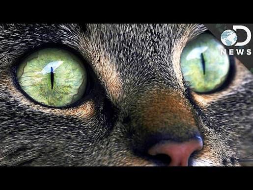 Why Does Your Cat Have Strange Eyes? - YouTube