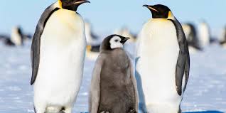 Der königspinguin (aptenodytes patagonicus) ist nach dem kaiserpinguin die größte pinguinart. Kaiserpinguin Singende Majestat