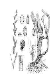 Image result for Habrochloa