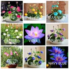 Makota bunganya banyak digunakan di beberapa ritual upacara keagamaan. Jual Produk Biji Bunga Lotus Teratai Termurah Dan Terlengkap Juni 2021 Bukalapak