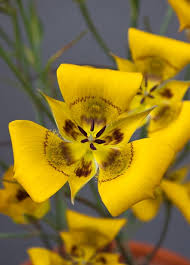 Image result for Hereroa glenensis