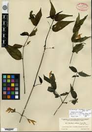 Image result for Justicia striolata