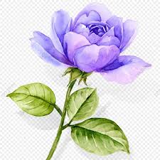 Atmospheric Watercolor Hand Painted Blue Purple Rose Flower Watercolor Flower Blue Rose Flowers Png Transparent Clipart Image And Psd File For Free Download In 2020 Purple Roses Wallpaper Flower Png Images