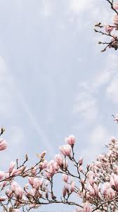 Blossom Wallpapers Ig Stories Templates Linda S Wholesome Life Bloem Achtergronden Wallpaper Achtergronden Achtergronden